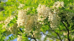 Akasya Ağacı Özellikleri Nelerdir, Nasıl Yetiştirilir?