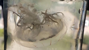 Antalya'da yeni deniz anası türü bulundu