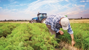    Çiftçilere yapılacak 1 milyar 469 milyon TL'lik destek ödemesi bugün hesaplarda olacak