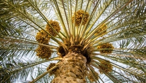 Hurma Ağacı Özellikleri Nelerdir, Nasıl Yetiştirilir?