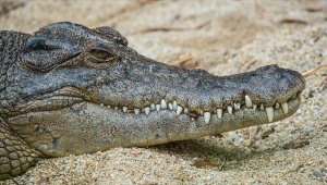 Milyonlarca yıl önce yaşamış 2 ayağı üzerinde yürüyebilen timsah türü bulundu