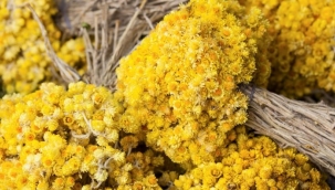 Altın otu faydaları ve zararları nelerdir? Altın otu neye iyi gelir?