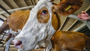 Bilim Kurulu Üyesi Prof. Dr. Metintaş'tan Kurban Bayramı uyarısı