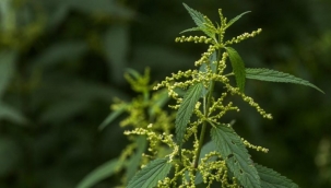 Isırgan otunun faydaları nelerdir? Isırgan otu besin değerleri ve ısırgan otunun yararları…