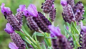 Karabaş otunun faydaları nelerdir? Karabaş otu zayıflatır mı?