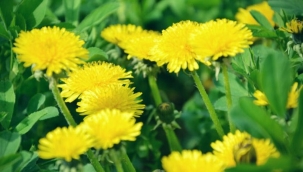 Karahindiba otunun faydaları nelerdir? Hindiba nasıl yenir, çayı zayıflatır mı?