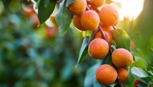 Kayısının faydaları nelerdir? Kayısı zayıflatır mı?