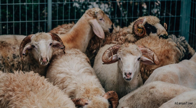 Kurban kesimi için kritik uyarı: Çok ciddi durum söz konusu