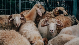 Kurban kesimi için kritik uyarı: Çok ciddi durum söz konusu