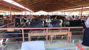 KURBAN KESİMİ İÇİN RANDEVU ALMA İŞLEMİ YARIN BAŞLIYOR