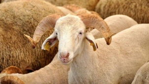 Kurban satış ve kesiminde covid-19 önlemlerine dikkat!