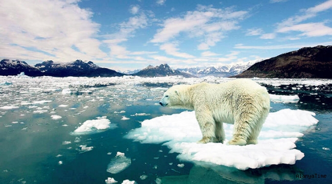 Kutup ayıları 2100'ü göremeyecek