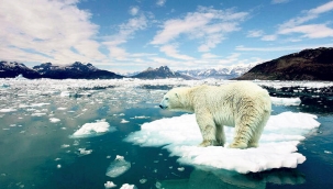 Kutup ayıları 2100'ü göremeyecek