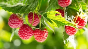 Ahudunun kalorisi, besin değeri ve faydaları! Ahudunun faydaları nelerdir, nelere iyi gelir?