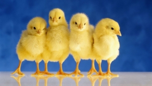 Almanya erkek civcivlerin itlafını yasaklamaya hazırlanıyor