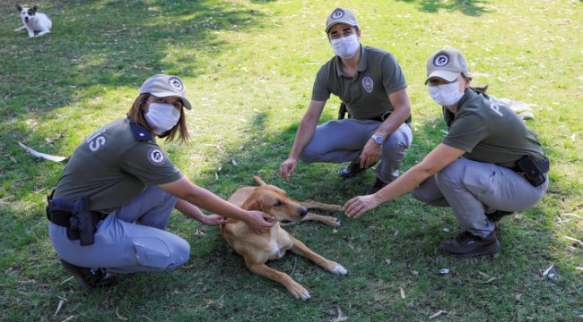 Doğa polisi göreve başladı: En fazla 'pitbull' ihbarı Antalya'da