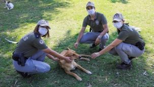 Doğa polisi göreve başladı: En fazla 'pitbull' ihbarı Antalya'da
