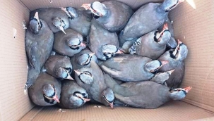 Keklikler doğaya salındı 