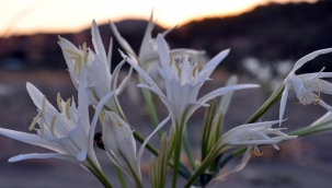 Kum zambakları koruma altında