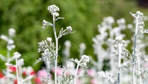 Pelin otunun faydaları nelerdir, ne için kullanılır? (Artemisia bitkisi) Pelin otu nedir, neye iyi gelir?