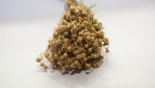 Üzerlik bitkisinin faydaları nelerdir, nasıl kullanılır? Üzerlik bitkisi ne işe yarar?