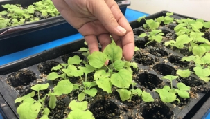 'Yeşil bitki'den Covid-19 aşısı ürettiler! İnsanlar üzerinde...