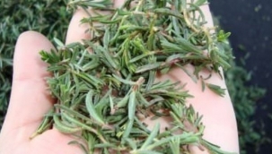 Zahter otunun faydaları nelerdir? Zahter otu nerelerde kullanılır?