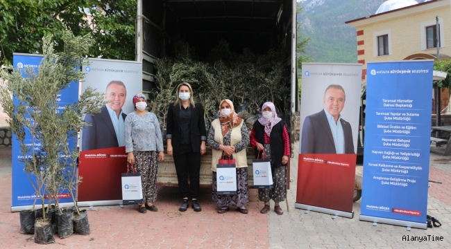 Büyükşehir'in çiftçiye desteği sürüyor  İbradı'da zeytin ve defne fidesi dağıtıldı