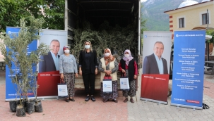Büyükşehir'in çiftçiye desteği sürüyor  İbradı'da zeytin ve defne fidesi dağıtıldı
