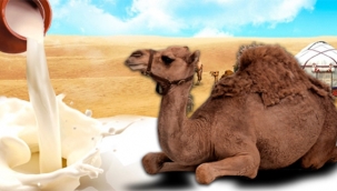 Deve sütlü çikolata nasıl yapılıyor?