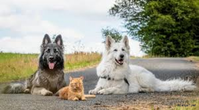 İki köpek tarafından sahiplenilen, kendini köpek zanneden kedi sosyal medyanın dilinde 