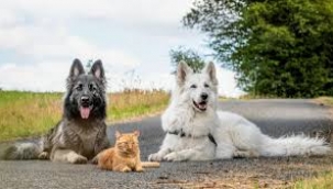 İki köpek tarafından sahiplenilen, kendini köpek zanneden kedi sosyal medyanın dilinde 