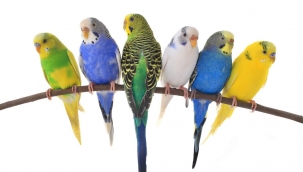 Muhabbet Kuşları'nın Ölüm Sebepleri