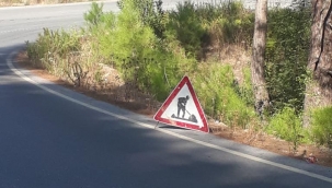 Sürücüler dikkat !.. Demirtaş Sapadere yolunda bakım çalışması