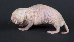 Yavrularını çalıp köleleştiriyor!