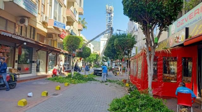 ALANYA AĞAÇLARI GÜVENLİ ELLERDE