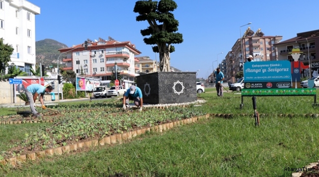 ALANYA MEVSİMLİK ÇİÇEKLERLE DONATILIYOR