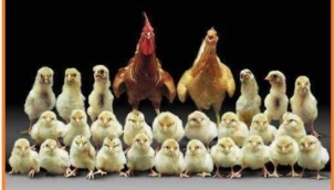 Çin'e kanatlı eti ve ürünleri ihracatı başladı