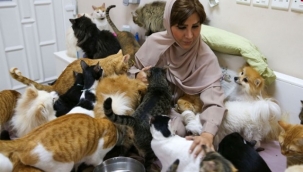 Evinde 480 kedi ve 12 köpek ile birlikte yaşıyor.