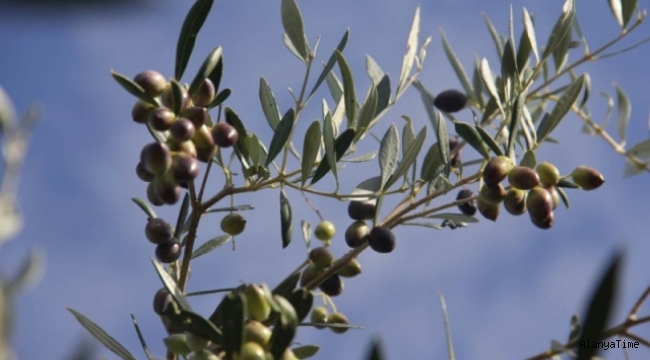 Girit'teki zeytin yetiştiricileri 'yapay zeka sayesinde üretimi artırdı.