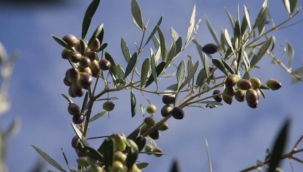 Girit'teki zeytin yetiştiricileri 'yapay zeka sayesinde üretimi artırdı.