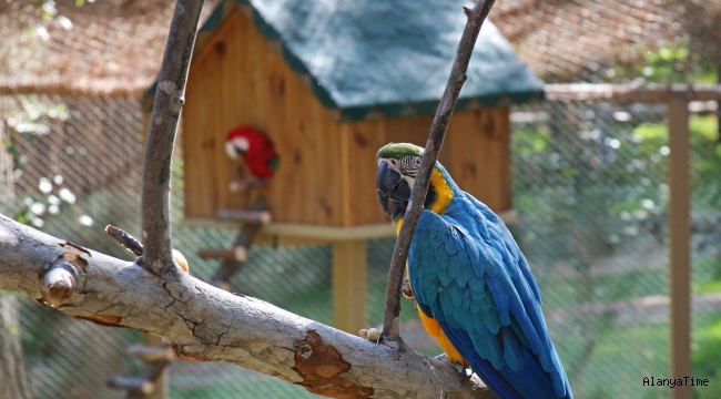 Hayvanat Bahçesi'nin yeni üyeleri Ara Papağanlar için özel yaşam alanı yapıldı