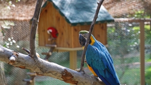 Hayvanat Bahçesi'nin yeni üyeleri Ara Papağanlar için özel yaşam alanı yapıldı