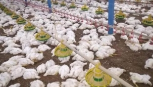 Hollanda'da kuş gribinden 500 binden fazla tavuk telef oldu.