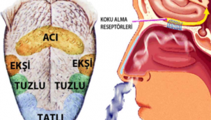 Koronavirüste Tat ve Koku Kaybı
