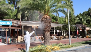 PARK VE BAHÇELER MÜDÜRLÜĞÜ KIRMIZI PALMİYE BÖCEĞİYLE MÜCADELEYE BAŞLADI