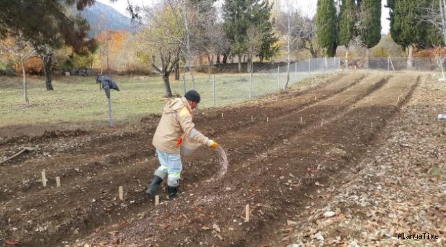 Antalya Büyükşehir Belediyesi İbradı'da lale soğanı üretimine başladı