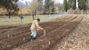 Antalya Büyükşehir Belediyesi İbradı'da lale soğanı üretimine başladı