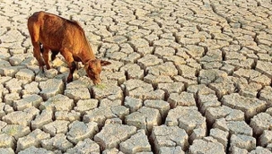 Birleşmiş Milletler Gıda ve Tarım Örgütü, artan su kıtlığının ciddi etkilerine karşı uyarıda bulundu. 