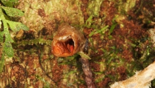 'Dünyanın en çirkin orkidesi' ünvanını aldı.